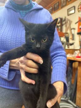 Rescue Domestic Short Hair Cats for Adoption in Danielsville, Georgia - Shirley | PetCurious