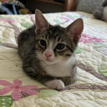 Amy -  Domestic Short Hair Cat for Adoption in Ashland, Oregon - Amy | PetCurious
