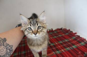 Orbit -  Domestic Long Hair and Domestic Medium Hair Cat for Adoption in Chestertown, Maryland - Orbit | PetCurious