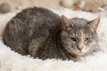Claire -  Domestic Short Hair Cat for Adoption in Bedford, Indiana - Claire | PetCurious