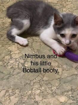 Nimbus -  Domestic Short Hair Cat for Adoption in Groveland, Massachusetts - Nimbus | PetCurious