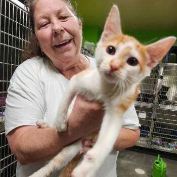Domestic Short Hair Cats Available for Adoption in Brookfield, Missouri - Simba | PetCurious