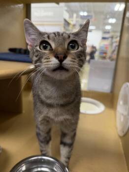 Domestic Short Hair Cats Available for Adoption in Pompano Beach, Florida - Pepper | PetCurious