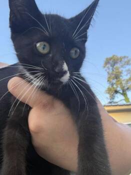 Clover -  Domestic Medium Hair Cat for Adoption in Liverpool, Texas - Clover | PetCurious