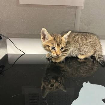 Hannah K1 -  Domestic Short Hair Cat for Adoption in Saint Joseph, Missouri - Hannah K1 | PetCurious