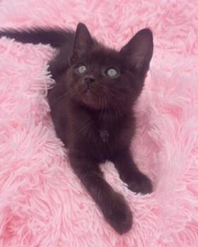 Bulbasaur -  Domestic Short Hair Cat for Adoption in Covington, Louisiana - Bulbasaur | PetCurious