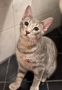 Rescue Domestic Short Hair and Tabby Cats for Adoption in New York, New York - Carl | PetCurious