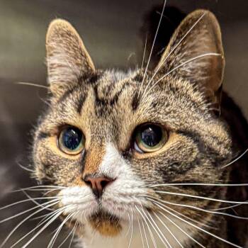 Loki -  Domestic Short Hair Cat for Adoption in Kennebunk, Maine - Loki | PetCurious
