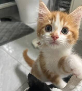 Rin -  Tabby and Domestic Medium Hair Cat for Adoption in Vaughan, Ontario - Rin | PetCurious