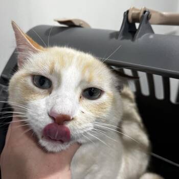 Domestic Short Hair Cats Available for Adoption - Kilo | PetCurious