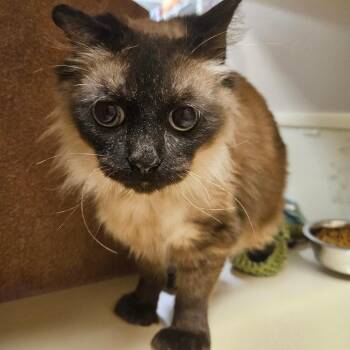 Himalayan and Extra Toes Cat Hemingway Polydactyl Cats Available for Adoption in Grantsville, Utah - Nisaba | PetCurious