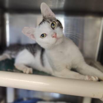 Sam -  Domestic Short Hair Cat for Adoption in Jersey City, New Jersey - Sam | PetCurious