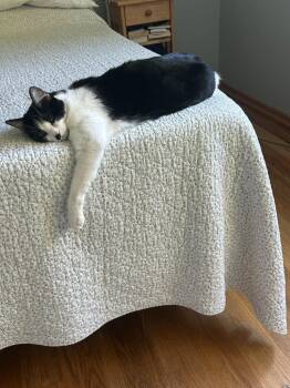Domestic Short Hair Cats Available for Adoption in St. Helens, Oregon - 23-07 Geode/Fiona | PetCurious