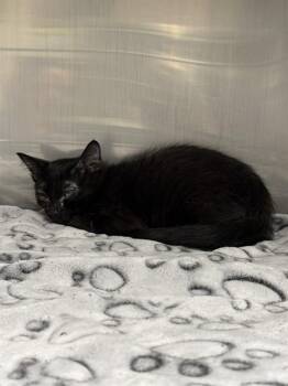 BATS -  Domestic Short Hair Cat for Adoption in Albuquerque, New Mexico - BATS | PetCurious