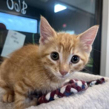 Bonanza -  Domestic Medium Hair Cat for Adoption in Liberty, Missouri - Bonanza | PetCurious