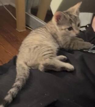 Domestic Short Hair Cats Available for Adoption in Havertown, Pennsylvania - Aries | PetCurious