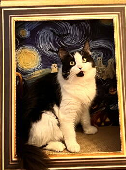 Rescue Domestic Long Hair Cats for Adoption in Naugatuck, Connecticut - Selina | PetCurious