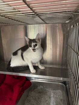 Avalanche -  Domestic Short Hair Cat for Adoption in Greensburg, Indiana - Avalanche | PetCurious