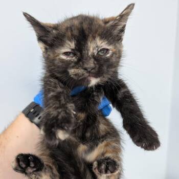 Gracie -  Domestic Short Hair Cat for Adoption in Indianapolis, Indiana - Gracie | PetCurious
