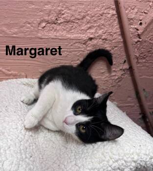 Domestic Short Hair Cats Available for Adoption in Muncie, Indiana - Margaret | PetCurious
