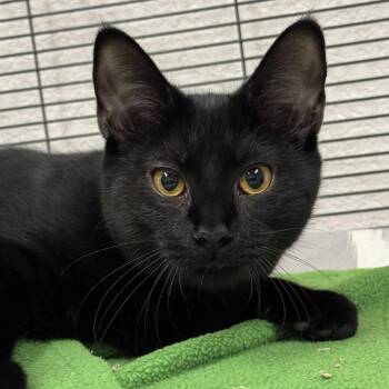 Lois -  Domestic Short Hair Cat for Adoption in Winchendon, Massachusetts - Lois | PetCurious