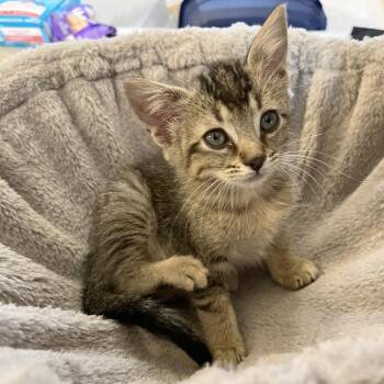 Zero 30 -  Domestic Short Hair Cat for Adoption in Austin, Texas - Zero 30 | PetCurious