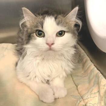 Domestic Long Hair Cats Available for Adoption - Willow | PetCurious