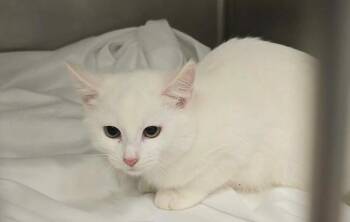 Runa -  Domestic Short Hair Cat for Adoption in Orange, Virginia - Runa | PetCurious