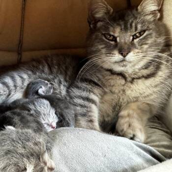 Domestic Medium Hair Cats Available for Adoption in Pittsburgh, Pennsylvania - Matilda | PetCurious