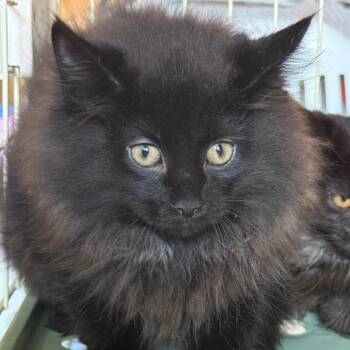 Ozzy Fuzzbutt -  Domestic Long Hair Cat for Adoption in Lancaster, Ohio - Ozzy Fuzzbutt | PetCurious