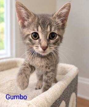 Gumbo MD -  Tabby Cat for Adoption - Gumbo MD | PetCurious