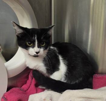 Rescue Domestic Short Hair Cats for Adoption in Dickson, Tennessee - Nora | PetCurious