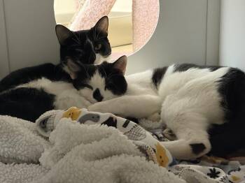 Towns - *bonded pair* -  Domestic Short Hair Cat for Adoption in Brick Township, New Jersey - Towns - *bonded Pair* | PetCurious