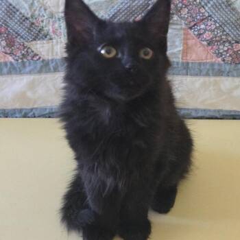 Sampson -  Domestic Long Hair Cat for Adoption in Prescott, Arizona - Sampson | PetCurious