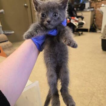 Buttercup -  Domestic Short Hair Cat for Adoption in Birmingham, Alabama - Buttercup | PetCurious