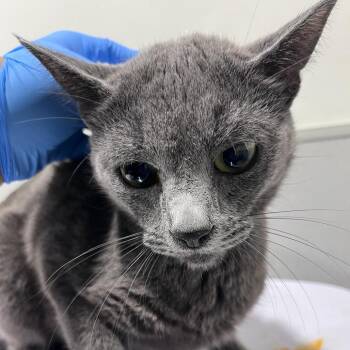 Mercedes -  Domestic Short Hair Cat for Adoption in Tampa, Florida - Mercedes | PetCurious