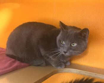 Uno -  Domestic Short Hair Cat for Adoption in Elyria, Ohio - Uno | PetCurious