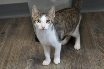 Soren -  Domestic Short Hair Cat for Adoption in Fountain Hills, Arizona - Soren | PetCurious