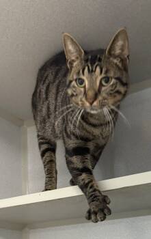 Rescue Domestic Short Hair Cats for Adoption in Greencastle, Indiana - Topaz | PetCurious