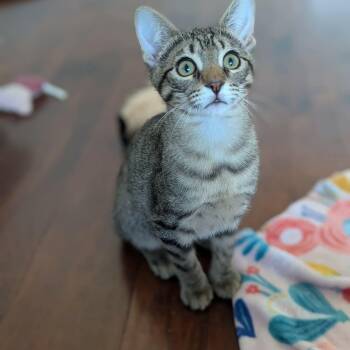Domestic Short Hair Cats Available for Adoption - Clint | PetCurious