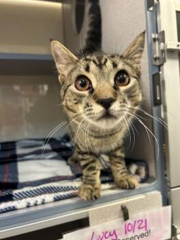 Rescue Domestic Short Hair Cats for Adoption in Liverpool, New York - Coquito | PetCurious