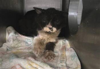 GIGGLESCAPE -  Domestic Short Hair Cat for Adoption in Jacksonville, Florida - GIGGLESCAPE | PetCurious