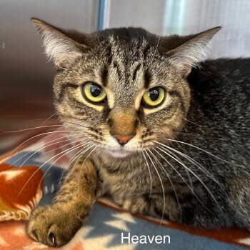 Domestic Short Hair Cats Available for Adoption in Madisonville, Tennessee - Heaven | PetCurious