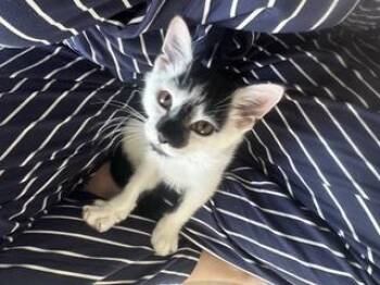 Milo (with Penny) -  Domestic Short Hair Cat for Adoption in Norwalk, Connecticut - Milo (with Penny) | PetCurious