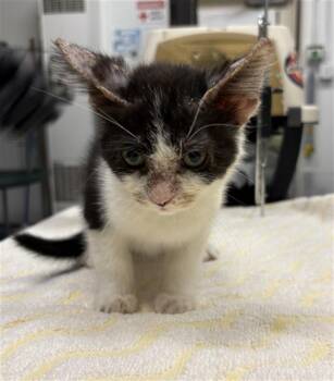 RAGGEDY ANDY -  Domestic Medium Hair Cat for Adoption in Camarillo, California - RAGGEDY ANDY | PetCurious