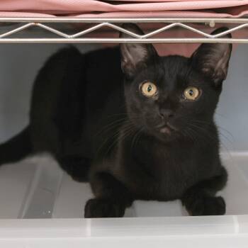 Rescue Domestic Short Hair Cats for Adoption in Los Angeles, California - Silver | PetCurious