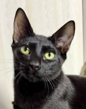 Bombay and Domestic Short Hair Cats Available for Adoption -  Curly - Affectionate And Sweet | PetCurious