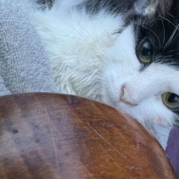 Darla (The forgotten) -  Domestic Long Hair Cat for Adoption in Lancaster, Ohio - Darla (The Forgotten) | PetCurious