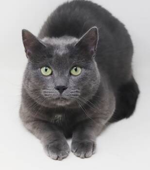 Lunar and Solar - BONDED PAIR OF LAP LOVERS - super gorgeous too -  Russian Blue Cat for Adoption in Bedford Hills, New York - Lunar And Solar - BONDED PAIR OF LAP LOVERS - Super Gorgeous Too | PetCurious