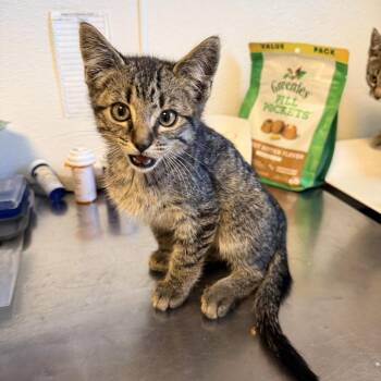 Woody (26-2U-2) -  Domestic Short Hair Cat for Adoption in Rifle, Colorado - Woody (26-2U-2) | PetCurious